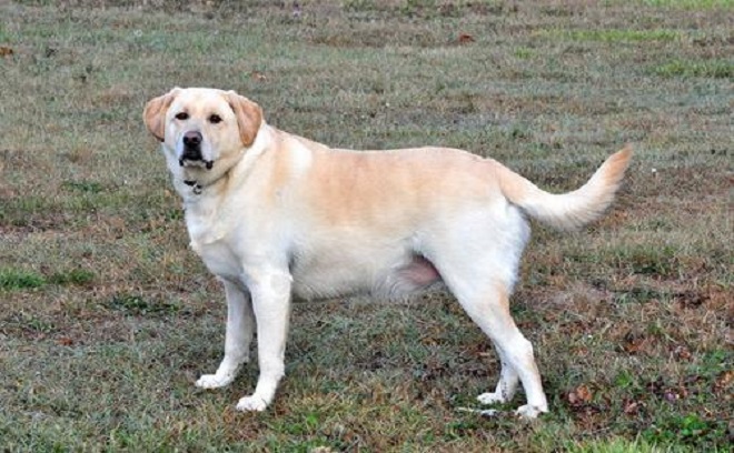 为啥养拉布拉多的人比金毛的人多?原因有很多,来看看吧