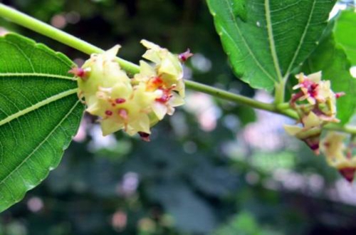 盆栽枣树只开花怎么办|花粉|枣树|授粉_新浪新闻
