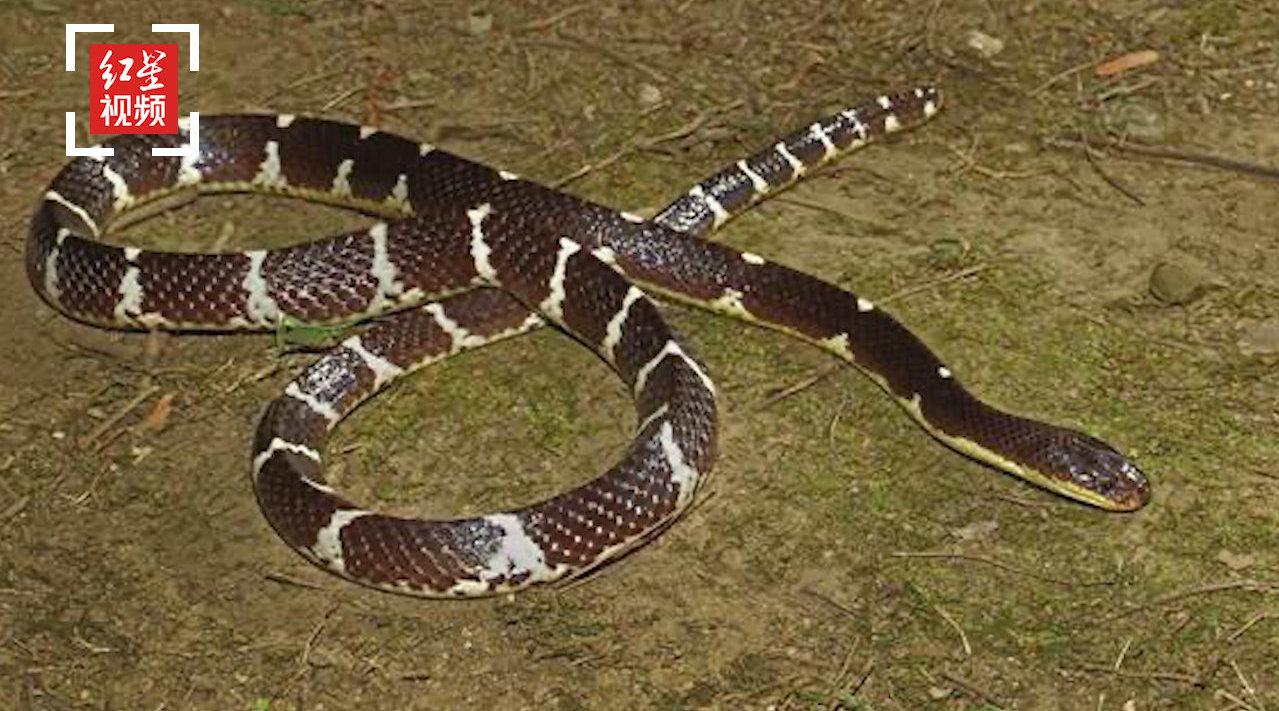 成都生物所发现剧毒蛇新种"素贞环蛇" 曾致两名生物学者一死一伤