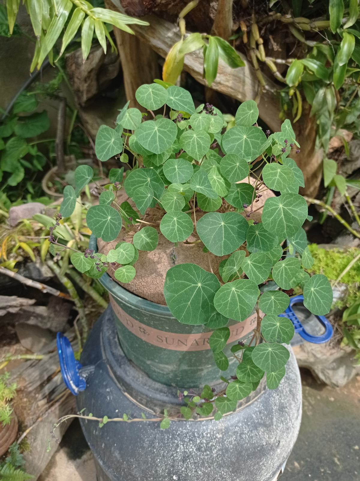家里养的花,实在是太"贴心",好养好繁殖,开花也多|植物|山乌龟|紫茉莉