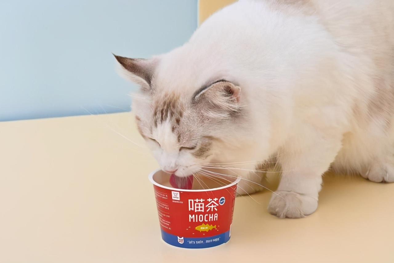 靠着给猫做奶茶,给狗做啤酒,95后女生年入300万