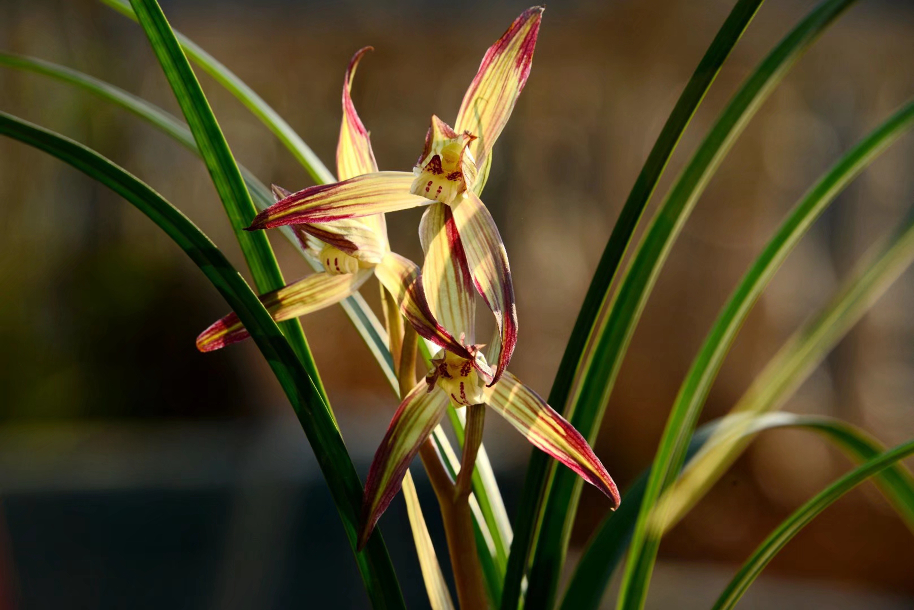 四川的兰友看过来广元将举办兰花展就在3月28日嘉陵广场