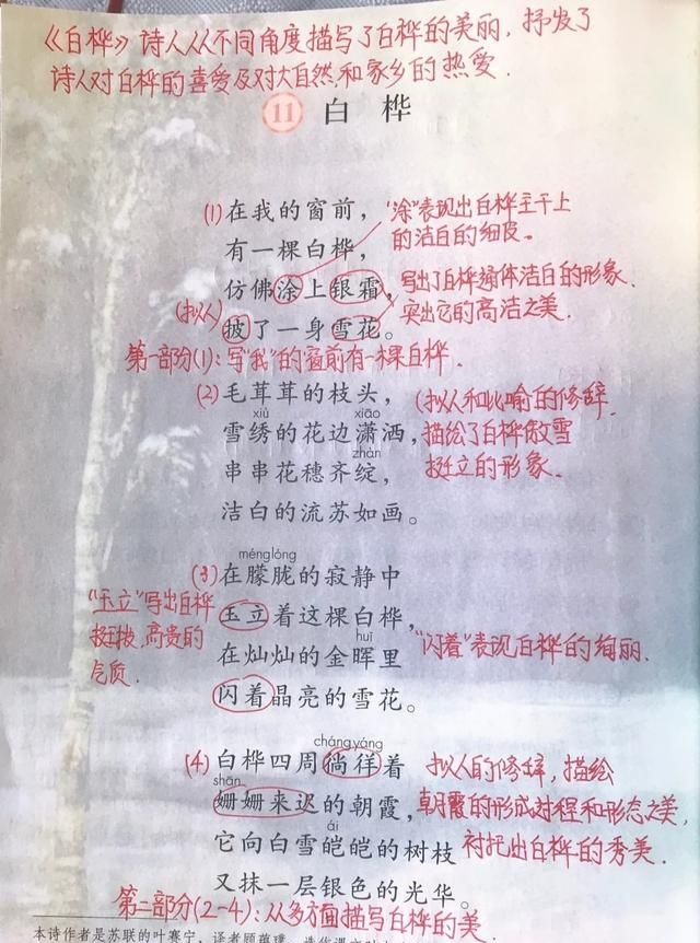 四年级语文下册第十一课白桦课文笔记孩子预习的好帮手