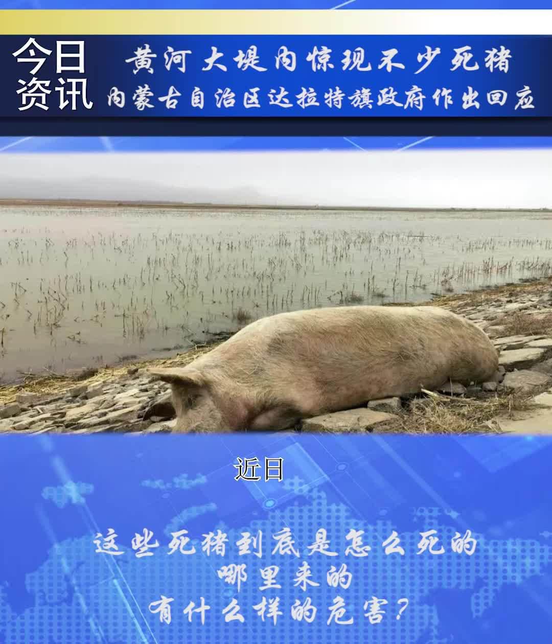 黄河大堤内惊现不少死猪 内蒙古自治区达拉特旗政府作出回应