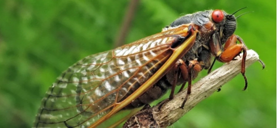 蛰伏17年后,数十亿巨蝉现身美国,太可怕了!