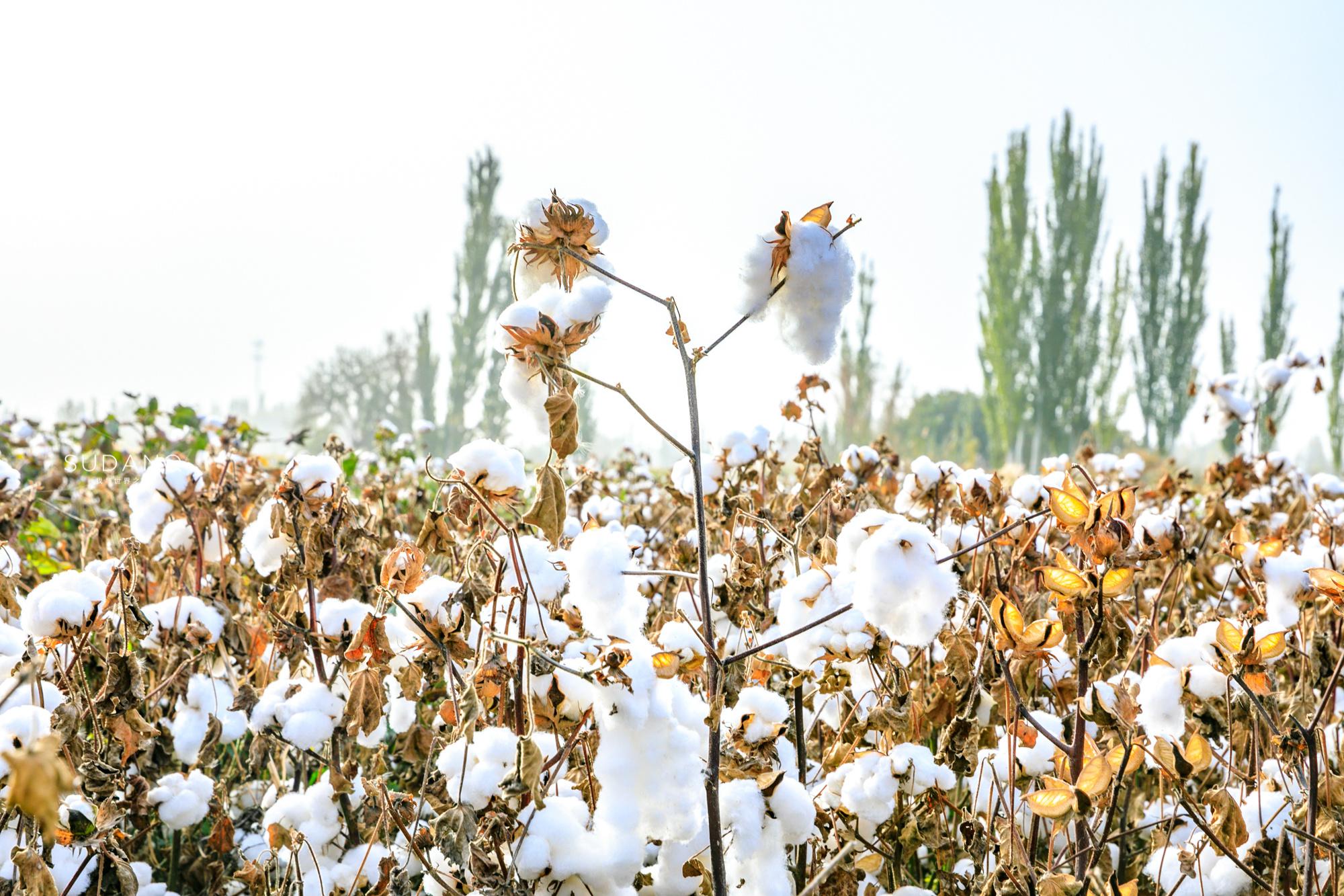 2019年在新疆旅游时路过阿瓦提发现那里有许多许多棉花