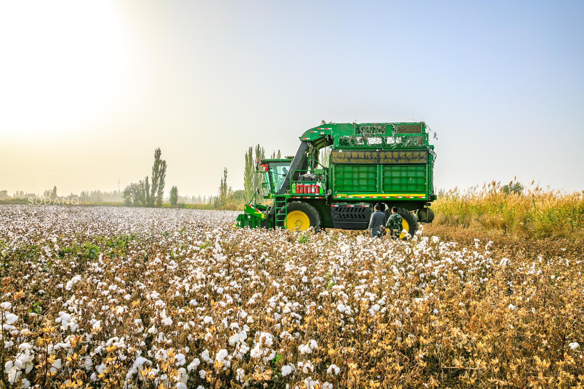 2019年在新疆旅游时路过阿瓦提发现那里有许多许多棉花