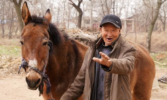农村大爷家养800斤大宠物20年只吃草能干活看长啥样