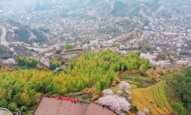 王可湾董家庄清潭坑岗竹山赏樱胜地十里樱花十里尘