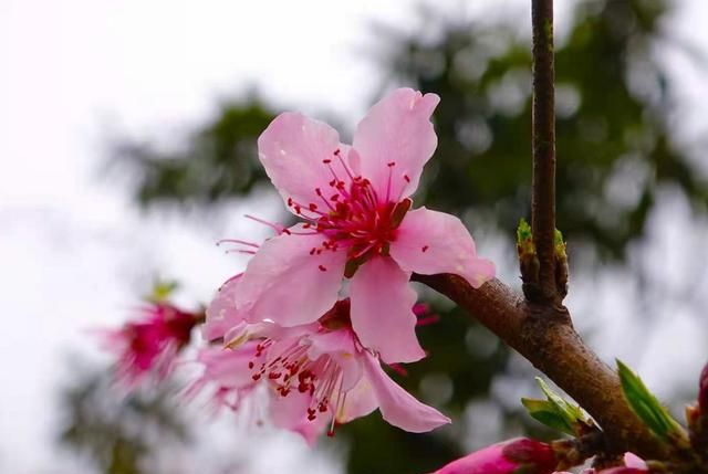 快来打卡!临安这里200多亩桃花盛放,十分漂亮