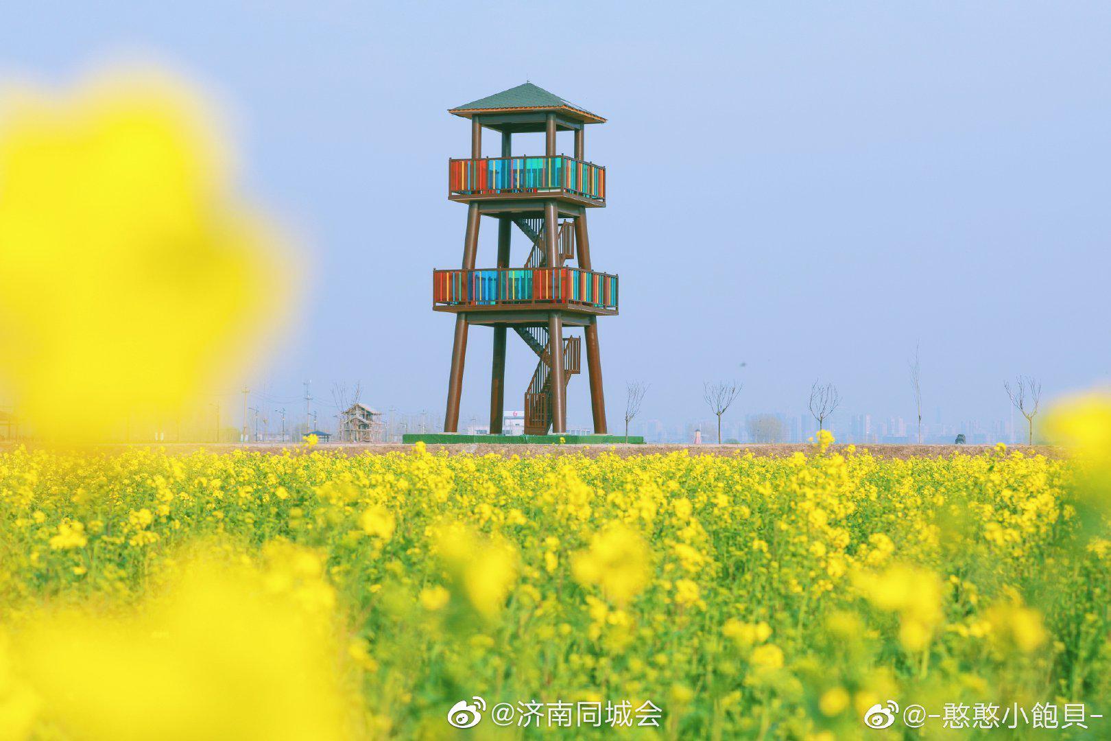吴家堡的油菜花开了
