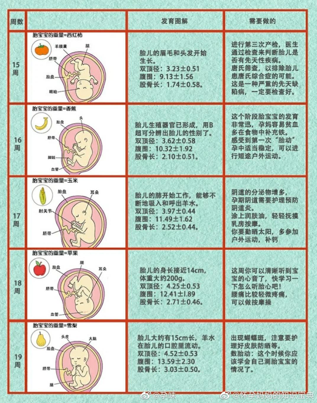 1—40周胎儿发育图图片