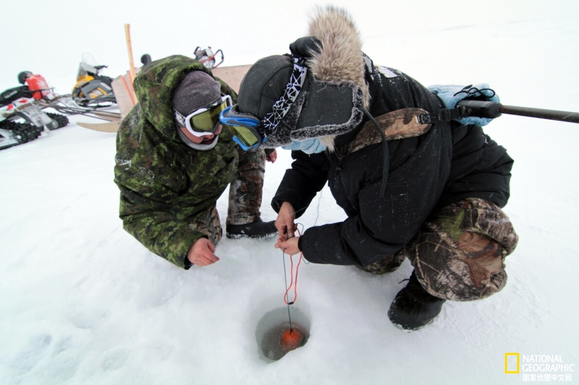 为了避免掉入变薄的北极冰层因纽特人做了啥