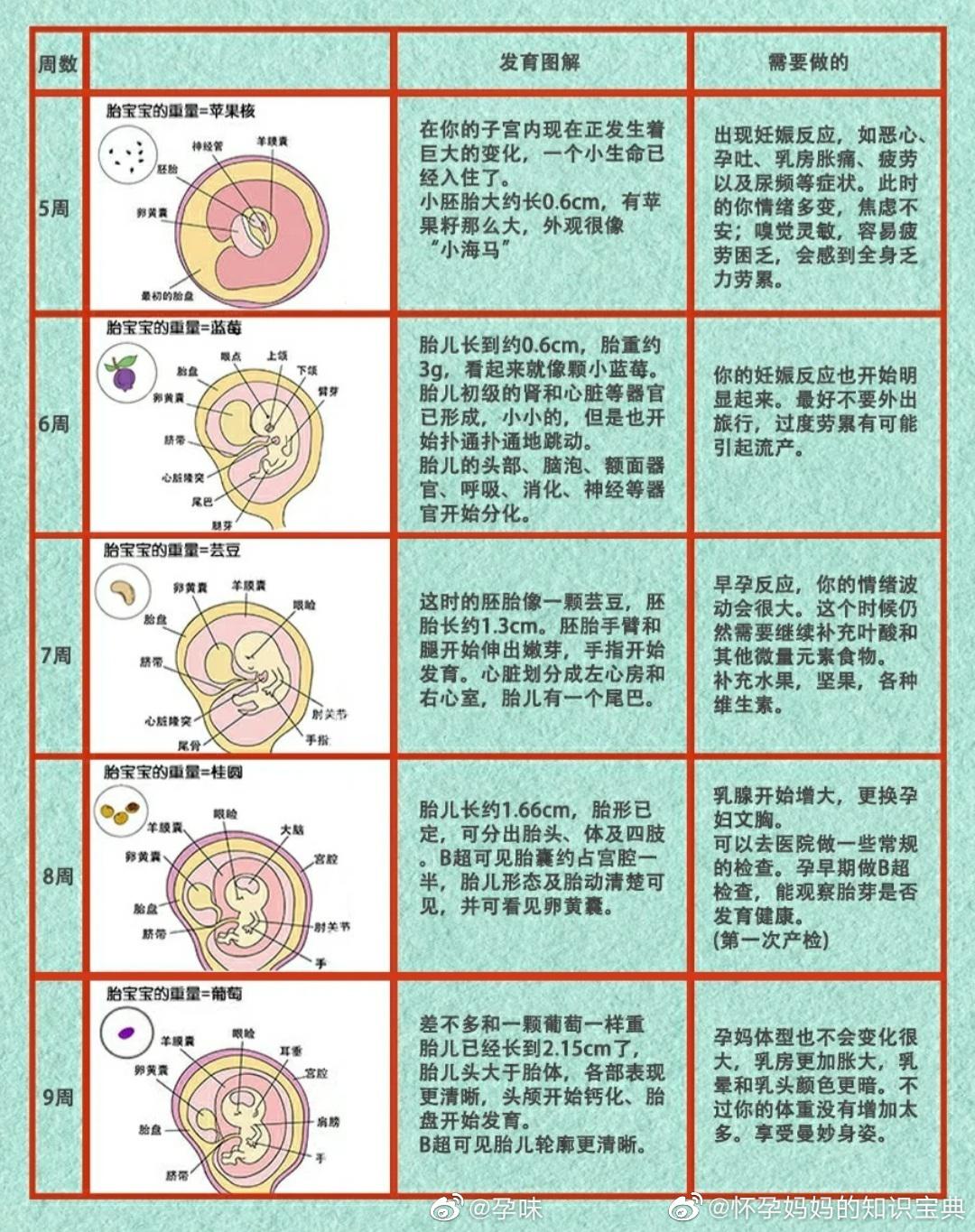 1-40周胎儿发育图图片