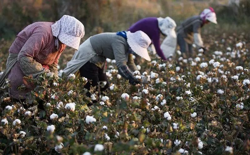 新疆棉花有多牛看完你就懂了