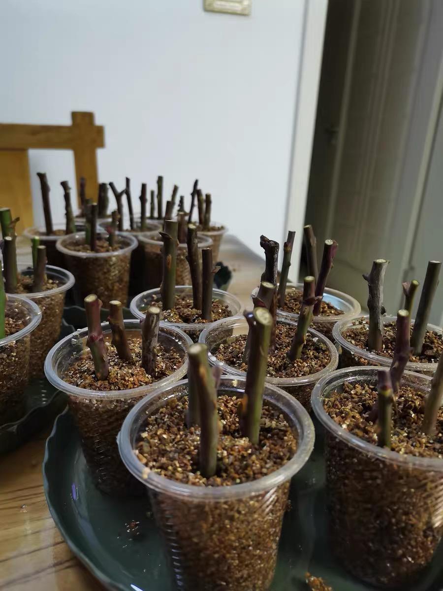 扦插月季活不了土有问题用蛭石扦插发根率达到80