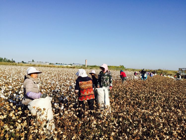 过去80%的农民种棉花挣钱,如今新疆遭到国外无赖碰瓷,不像话hm碰瓷