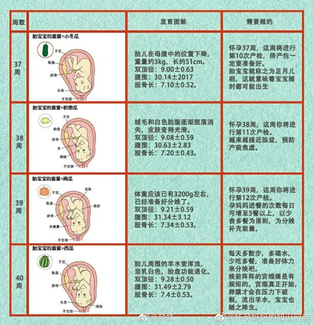 1-40周宝宝发育过程图解