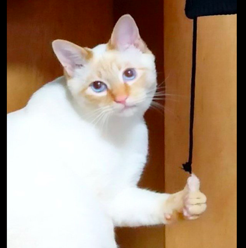 猫咪对主人做了个点赞的手势,还以为它在夸人呢,得知原因后想笑