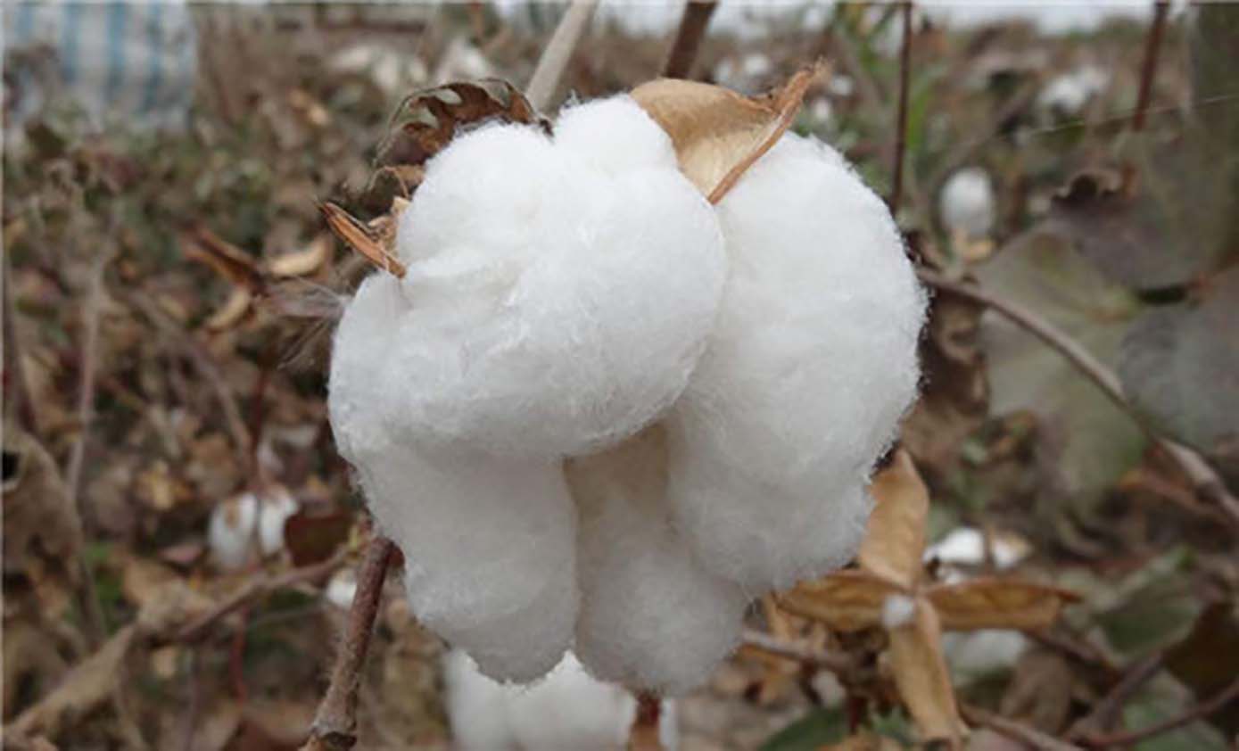 我国新疆棉花为什么品质好