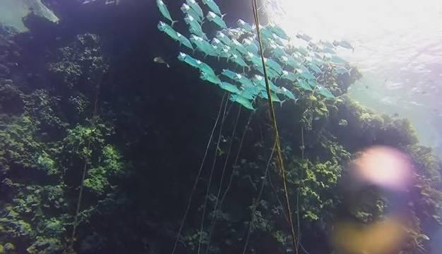 羽鳃鲐的“大合唱”|生物|鱼群|YouTube|礁湖|印度洋_新浪新闻