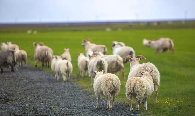 悠羊牧场羊奶告诉您喝羊奶容易吸收吗
