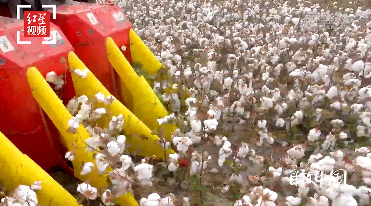 有视频有真相!新疆北部九成棉花实现机械化采摘 60秒带你看新疆机采棉