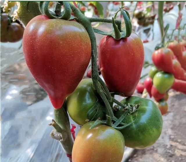 芒果蜜水果番茄每斤8元,亩产8000斤,你认为咋样|老农|番茄|芒果_新浪