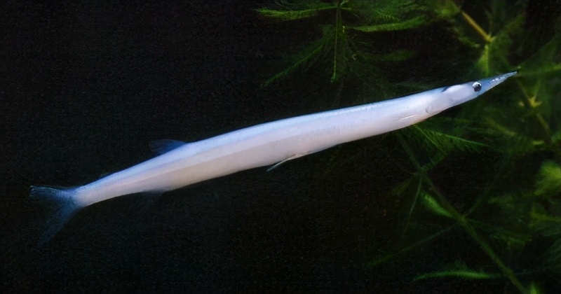 太湖银鱼移植席卷多片水域土著鱼被搞得鸡犬不宁命悬一线