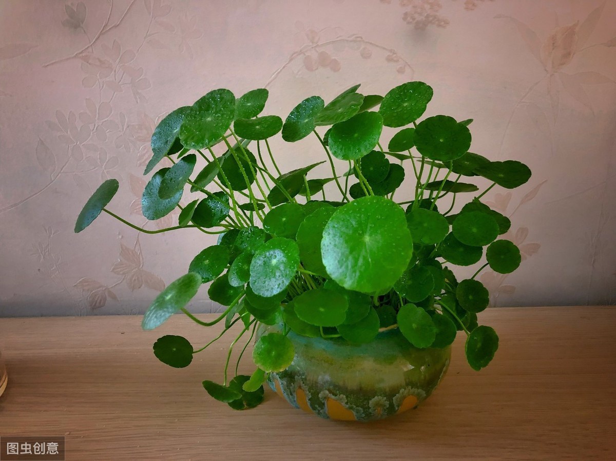 铜钱草土培怎么浇水