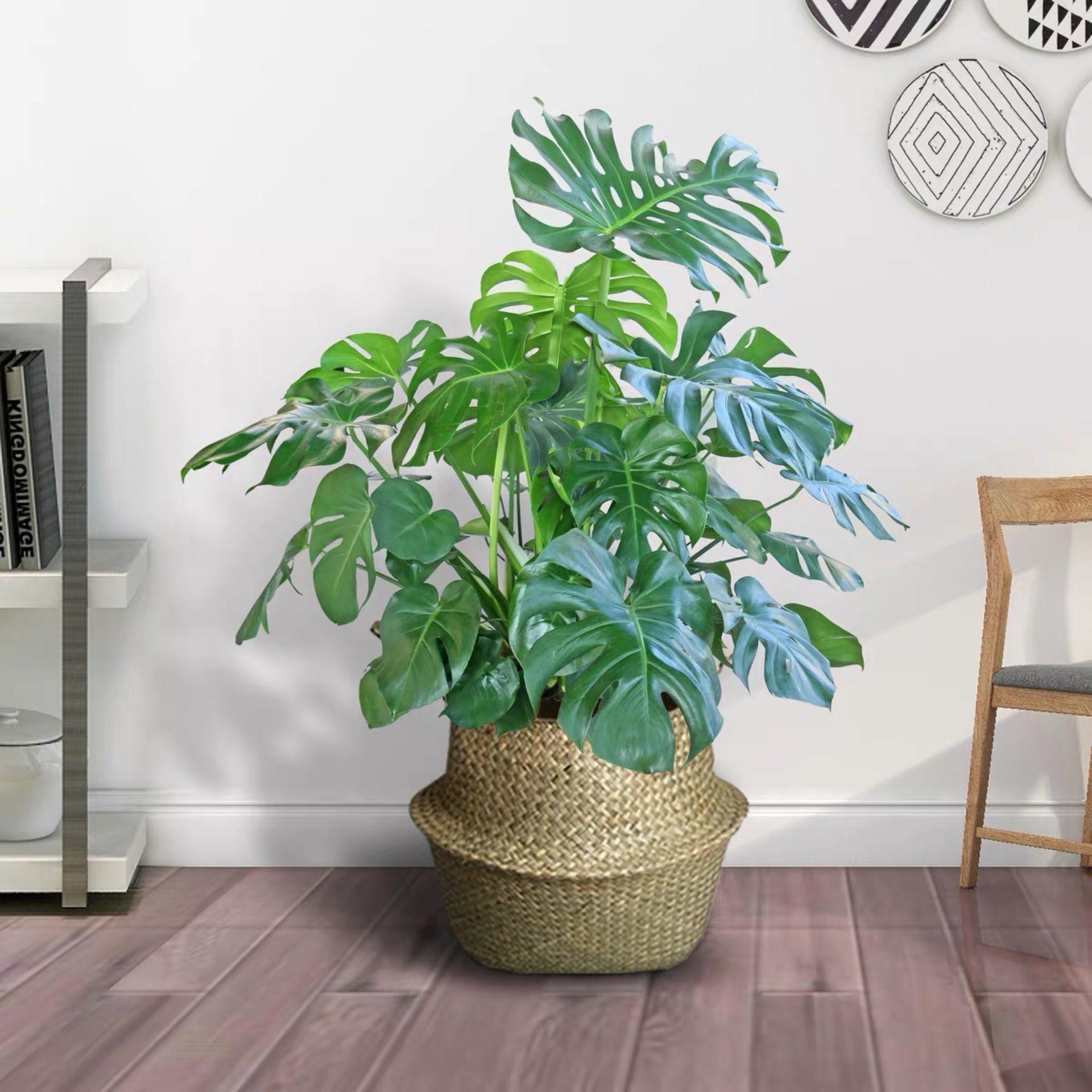 龟背竹原产于墨西哥,属于热带植物,所以可想而知龟背竹是具有一定的