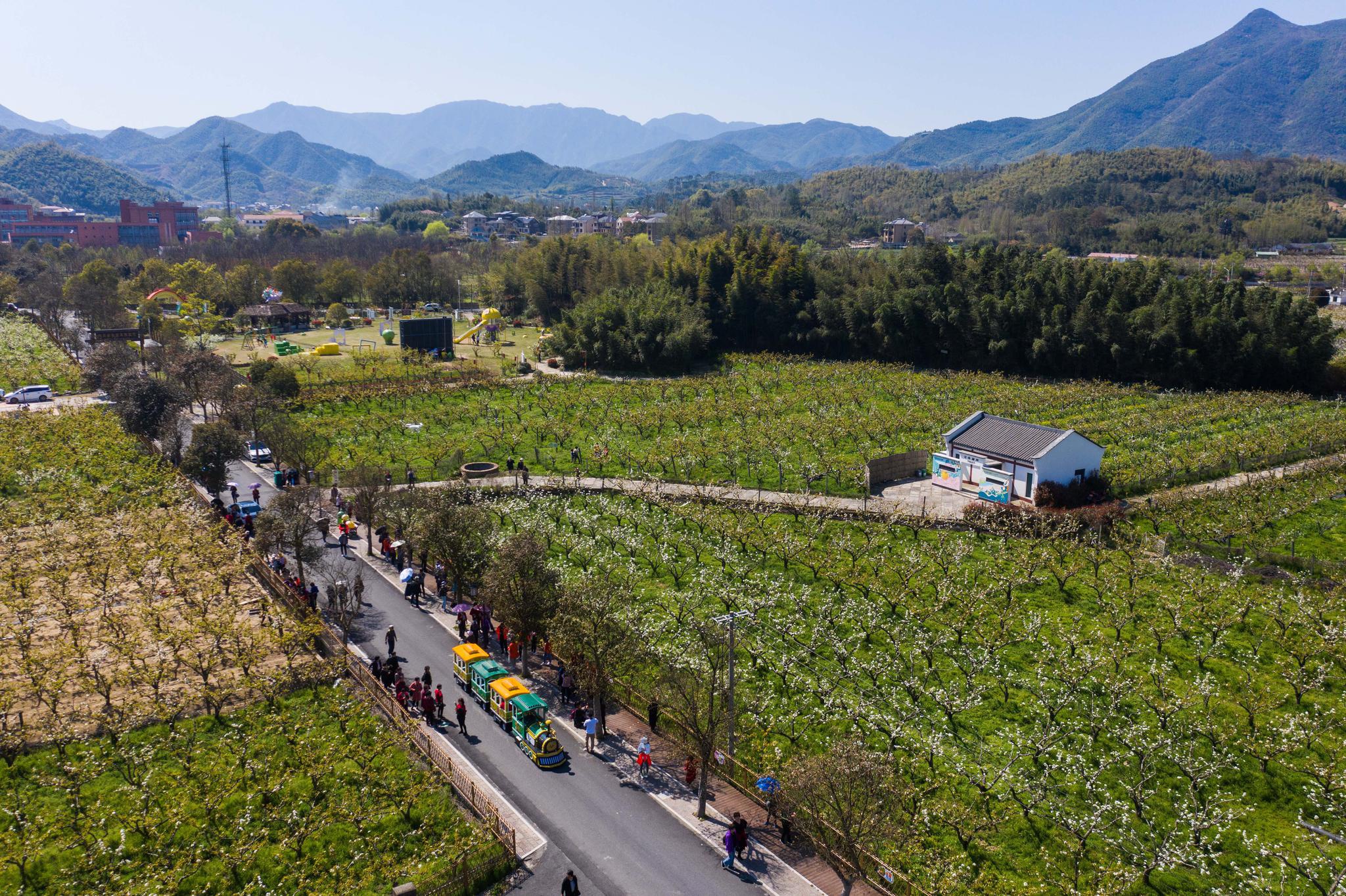 万亩梨园开启乡村文旅季