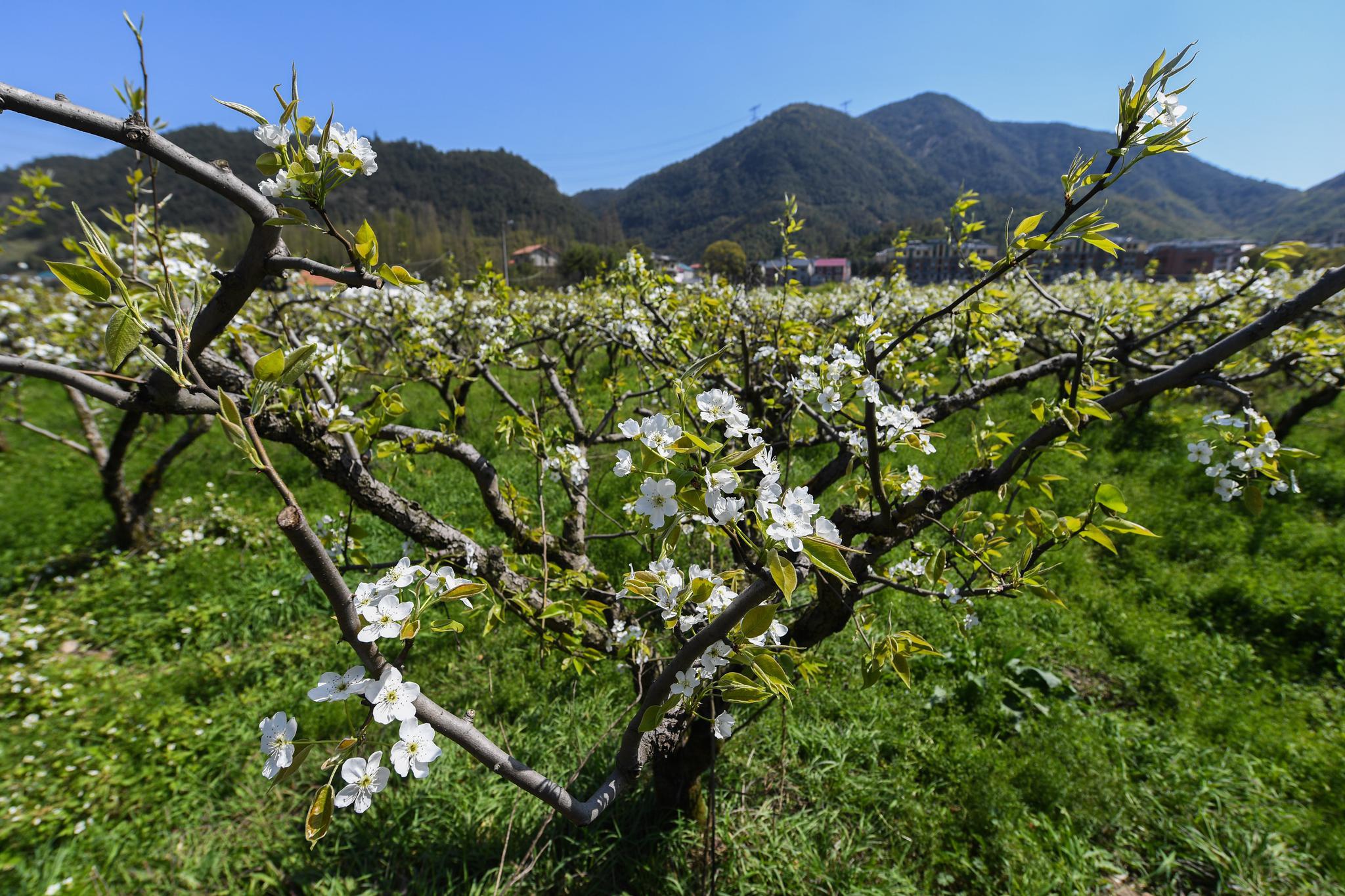 万亩梨园开启乡村文旅季