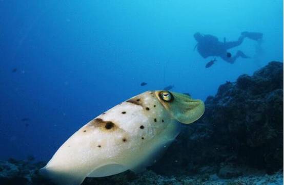 乌贼通过棉花糖测验自制力超强它会演化成更高级的物种