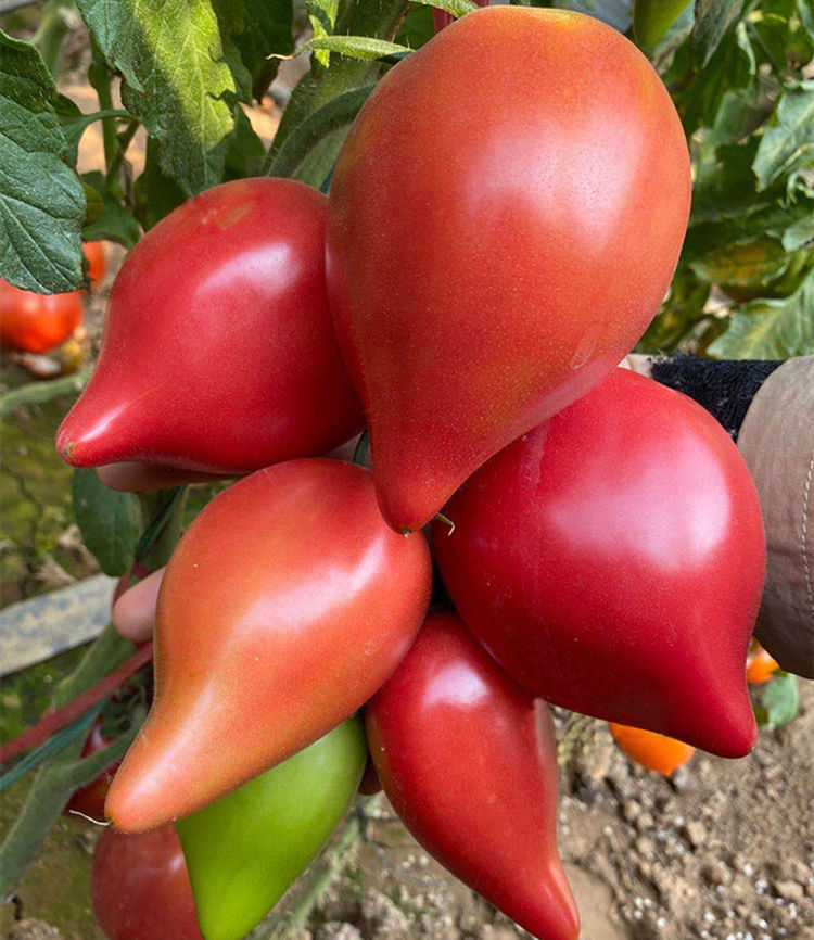 芒果蜜水果番茄每斤8元,亩产8000斤,你认为值得种植吗