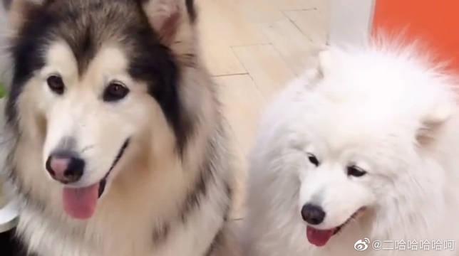 你见过会算数的狗狗吗