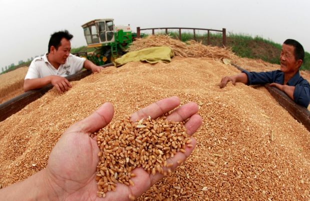 花费三年时间,研究小麦高产技术,不花钱也能高过地邻200斤