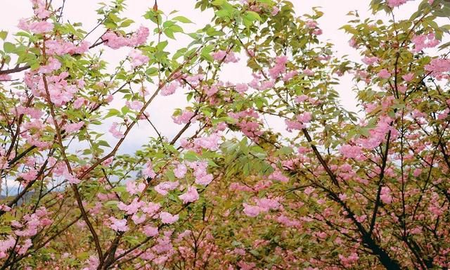 重庆2000亩樱花开了景色媲美平坝樱花规模超过武大樱花