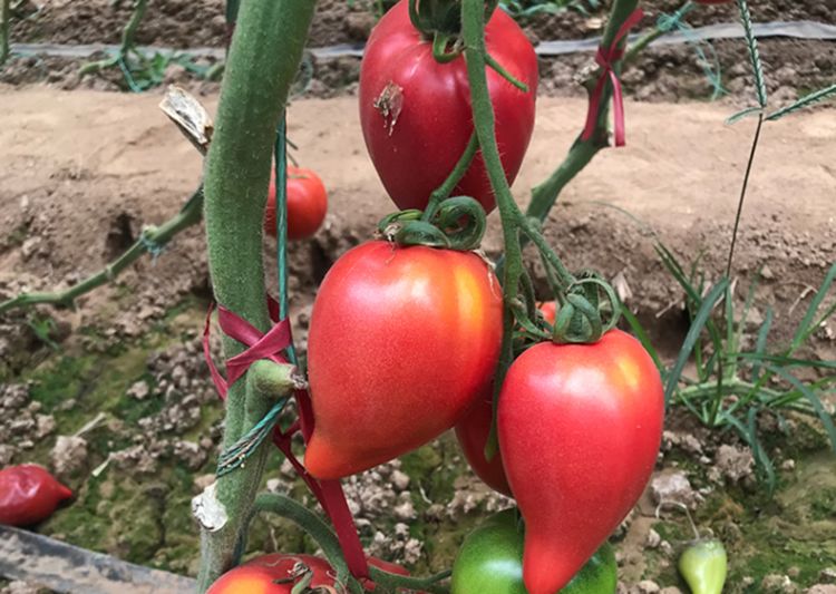 芒果蜜水果番茄每斤8元,亩产8000斤,你认为值得种植吗