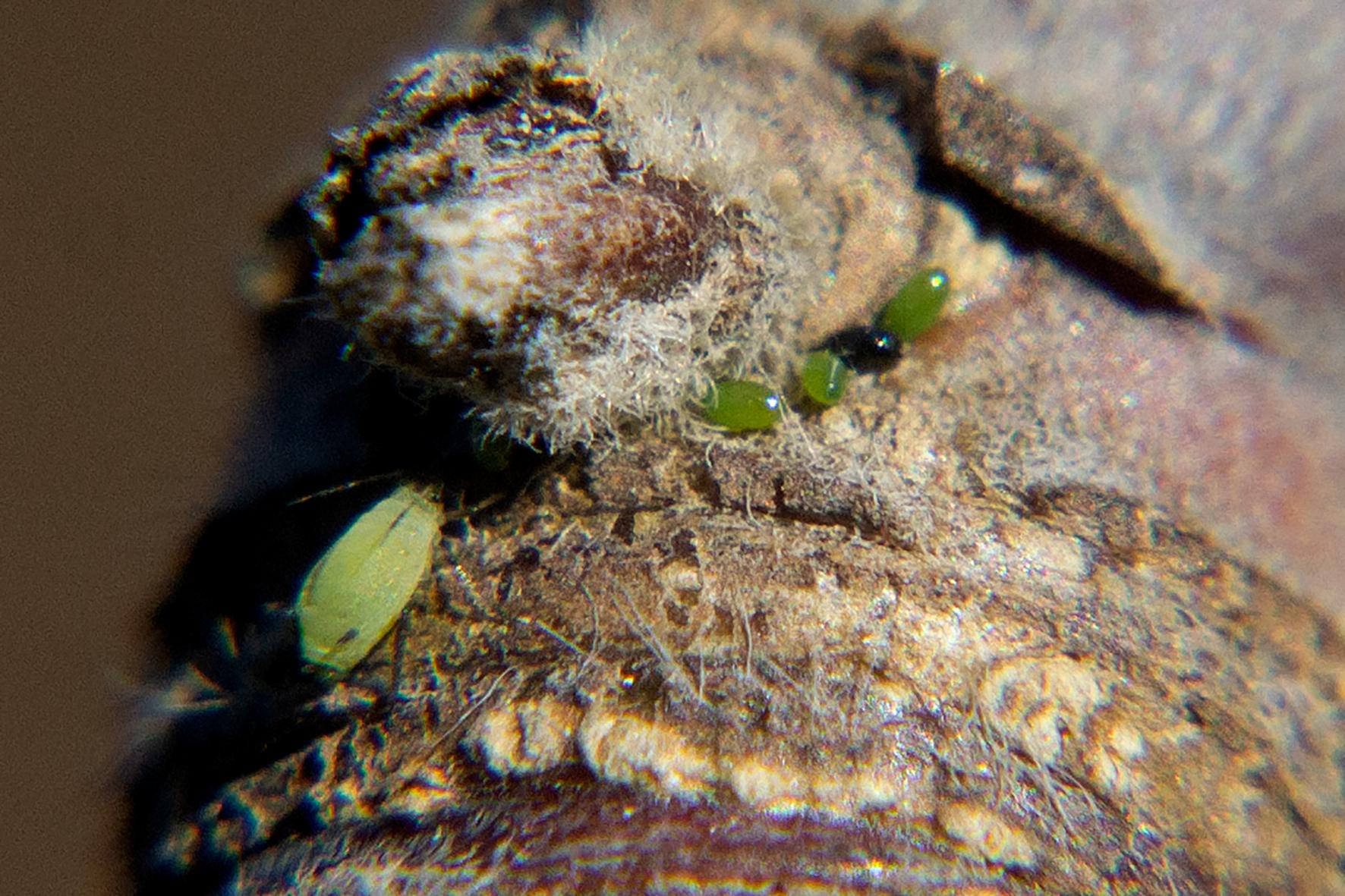 食蚜蝇卵图片图片