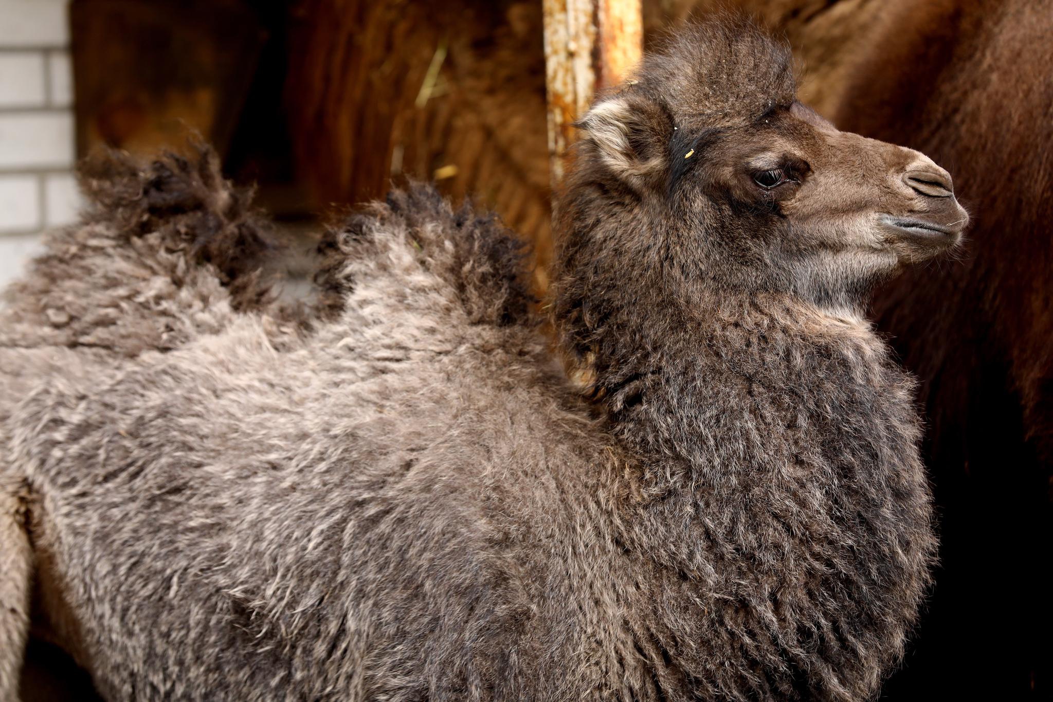 波兰新生小骆驼