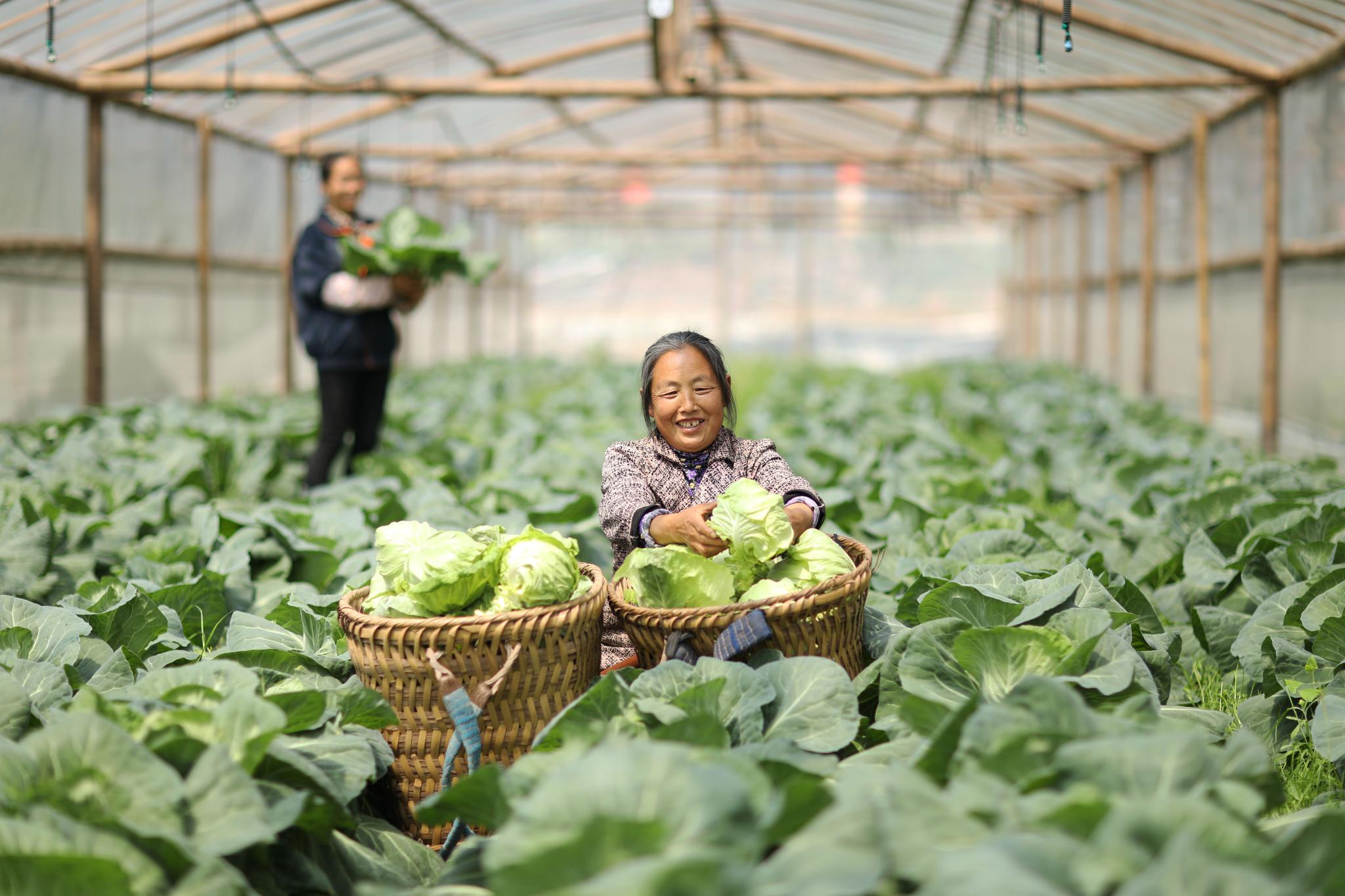 3月27日,红星村村民在蔬菜大棚内采收蔬菜.新华社发
