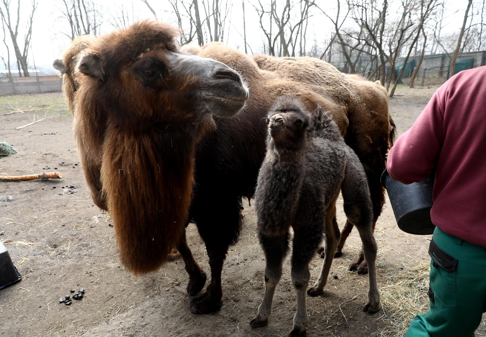 波兰新生小骆驼