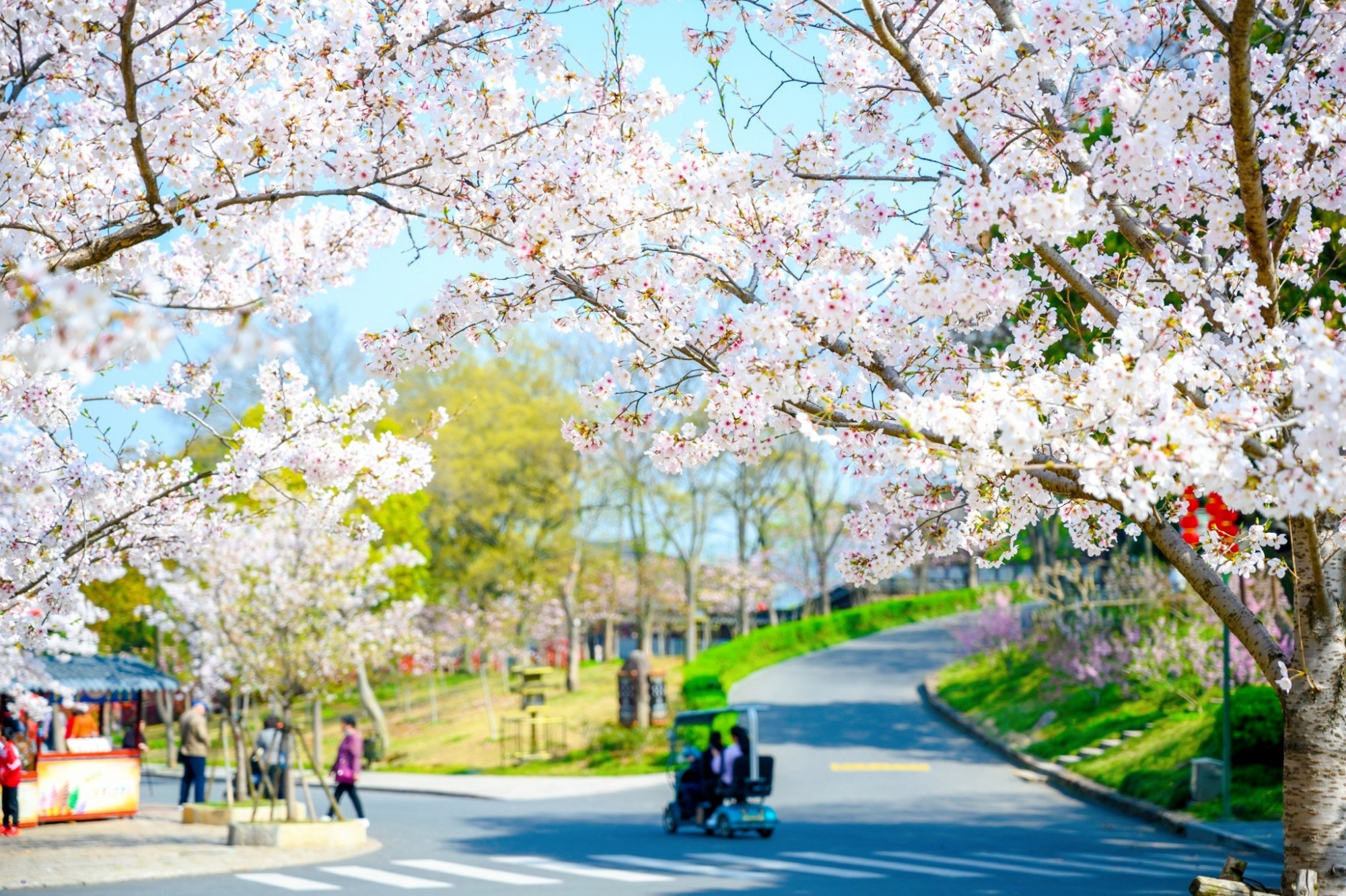 无锡赏樱不止鼋头渚繁花烂漫时不要错过