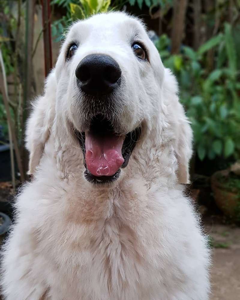 今天才发现它们的存在一次看完11个罕见的狗狗品种