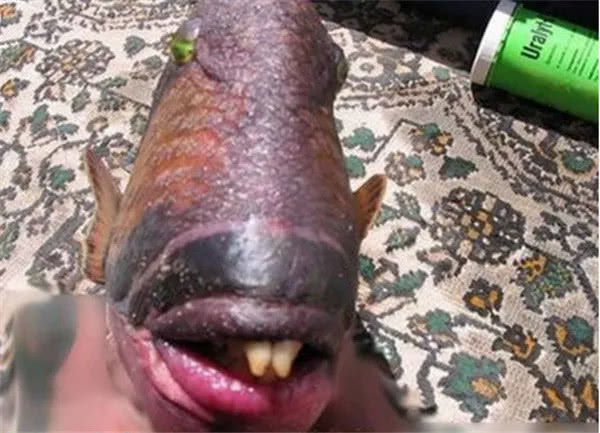 这条鱼有着奇丑无比的外观,让人看到以后就有想吐的冲动,甚至有的人连