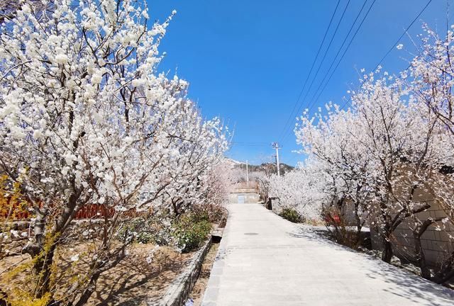 走进春天里的文登"六度寺"村,看那樱桃花盛开的美景