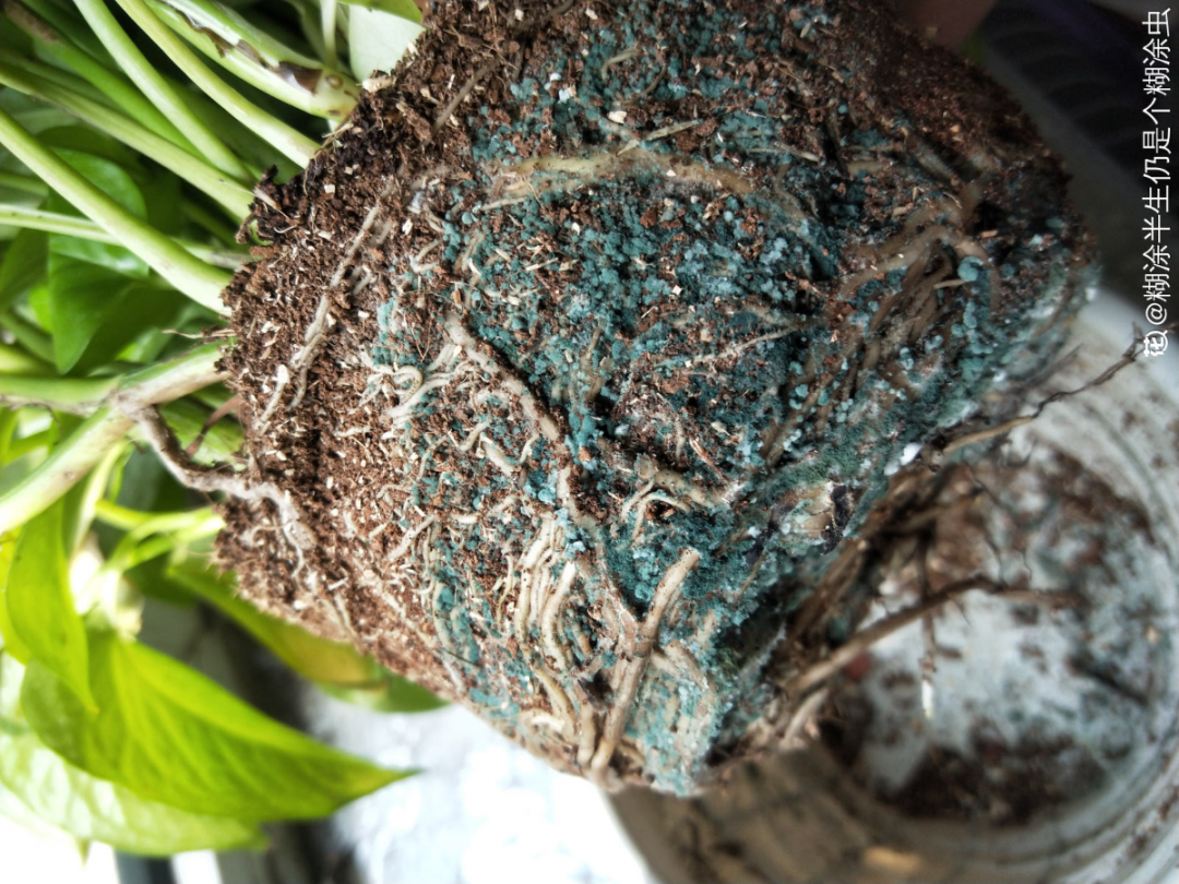 绿萝春天黄叶,赶紧看根部,可能烂了|绿萝|黄叶|根系_新浪新闻