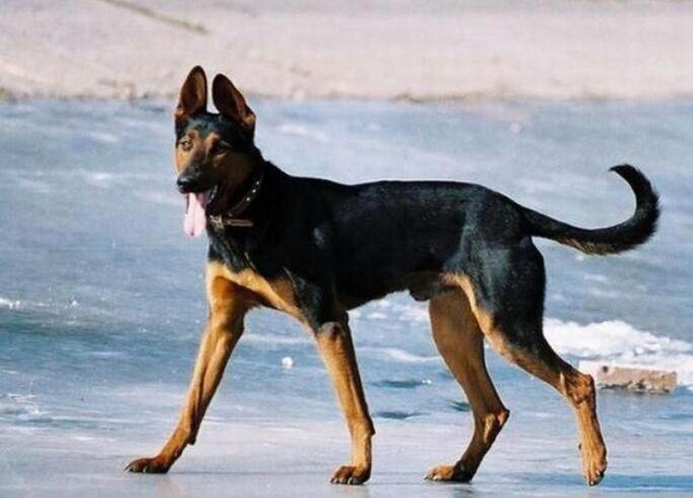 苏联红犬,该犬并非产自苏联,最早是从西安(狗贩子的杰作)开始繁殖,最