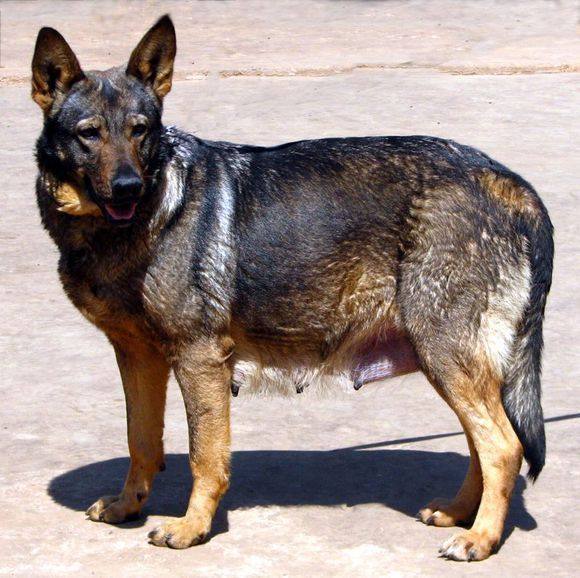 这些中国本土狗狗,你都见过吗?__财经头条